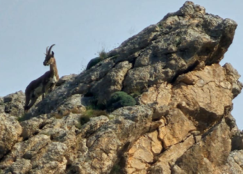 Ağrı’da kayaların usta tırmanıcısı dağ keçisi
