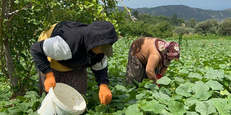 Kavurucu sıcakta 700 TL yevmiyeyle yapılan zorlu hasat