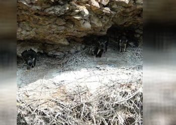 Kara leylekler Bingöl’de drone ile görüntülendi