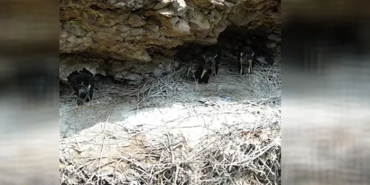 Kara leylekler Bingöl’de drone ile görüntülendi