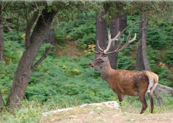 87 kızıl geyik ve 354 bin 754 adet sülün üretilerek doğaya salındı
