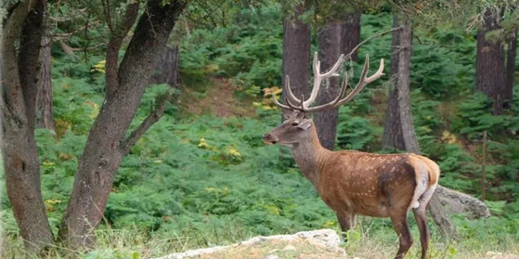 87 kızıl geyik ve 354 bin 754 adet sülün üretilerek doğaya salındı