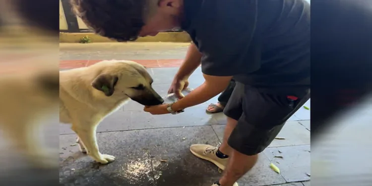 Susayan köpek çocuğun avucundan su içti