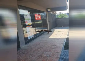 Markete giremeyen horoz camları dövdü