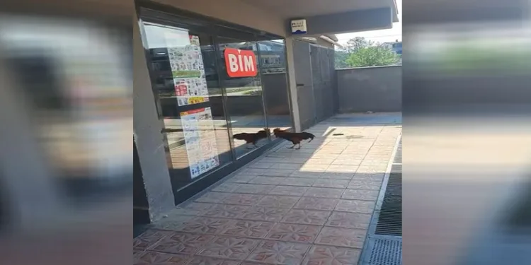 Markete giremeyen horoz camları dövdü