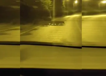 Beykoz’da aç kalan anne domuz ve yavruları şehre indi