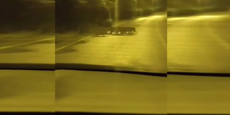 Beykoz’da aç kalan anne domuz ve yavruları şehre indi