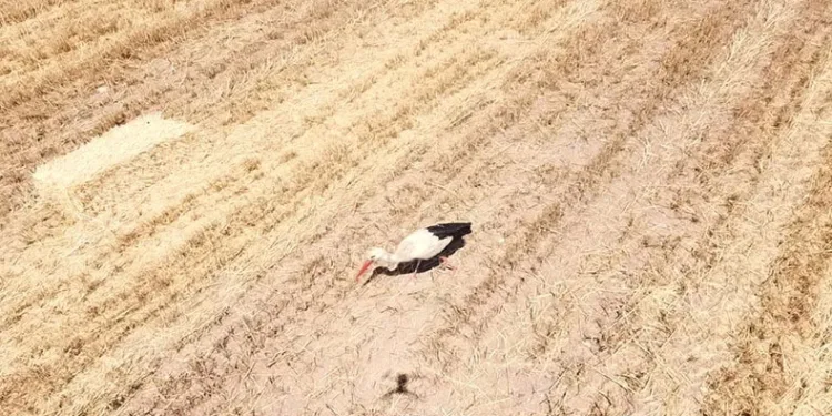 Çiftçi hasat derdinde leylekler ise rızıklarının peşinde