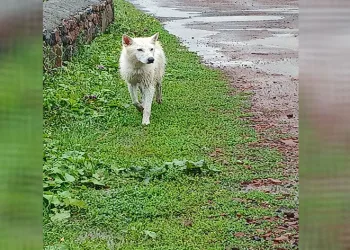 Acıkan kurt şehir merkezine indi