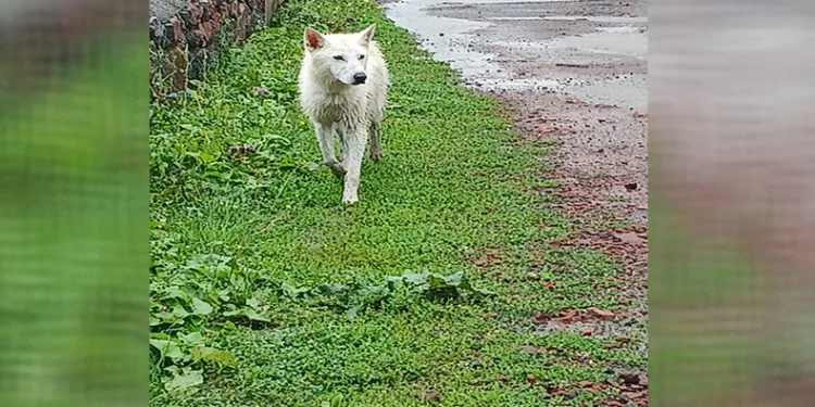 Acıkan kurt şehir merkezine indi