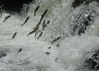‘İnci Kefali Göçü Kültür ve Sanat Festivali’ yoğun ilgi