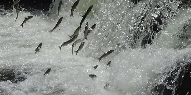 ‘İnci Kefali Göçü Kültür ve Sanat Festivali’ yoğun ilgi