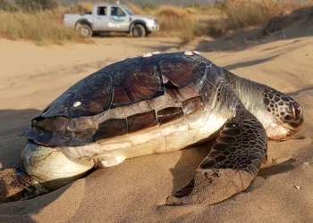 Kuşadası’nda 2 yeşil deniz kaplumbağası ölü bulundu