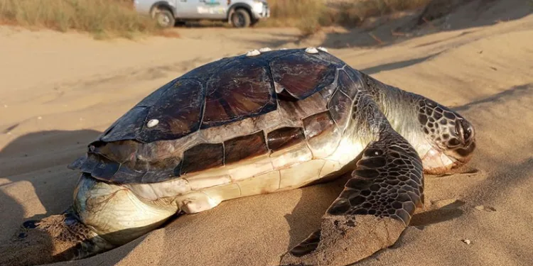 Kuşadası’nda 2 yeşil deniz kaplumbağası ölü bulundu