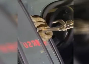 Arabaya giren yılanı itfaiye ekipleri çıkardı