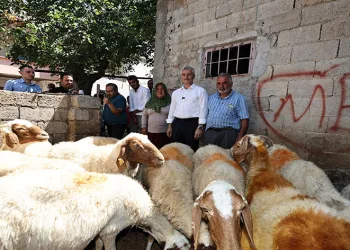 Belediyeden aldığı 16 koyunu 130’a çıkardı