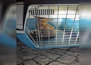 Yaralı tilki tedavi altına alındı