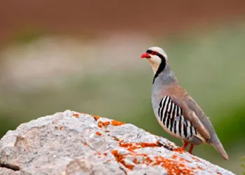 Yozgat’ta 800 kınalı keklik doğaya salındı