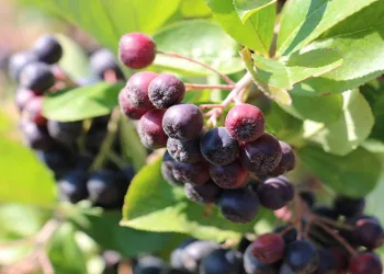 Erzincan’ın aronya üretimi ilgi görüyor