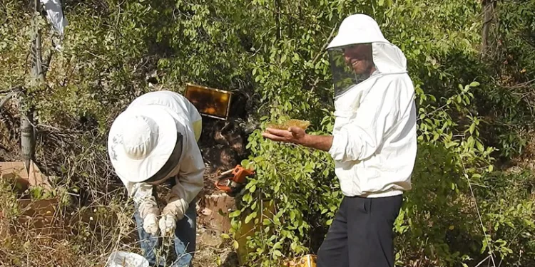 ‘Bal avcıları’ su kenarından takip ettikleri arılarla doğal bala ulaşıyor