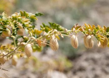 Mersin’de nohut hasadı başladı