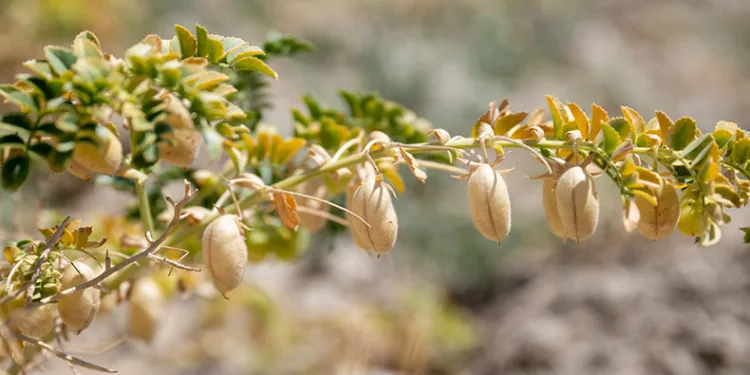 Mersin’de nohut hasadı başladı