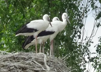 Yavru leylekler uçmaya hazırlanıyor
