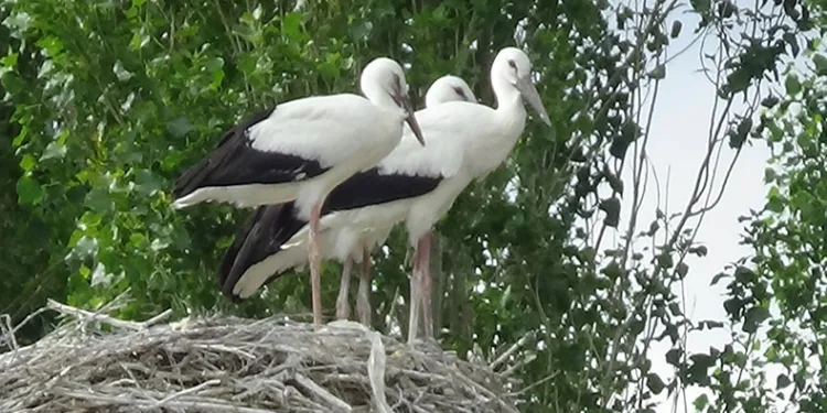 Yavru leylekler uçmaya hazırlanıyor