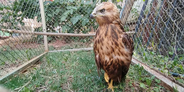 Kızıl şahin tedavisinin ardından doğaya salındı