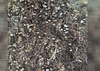 Suların çekilmesiyle su salyangozları kıyıya vurdu