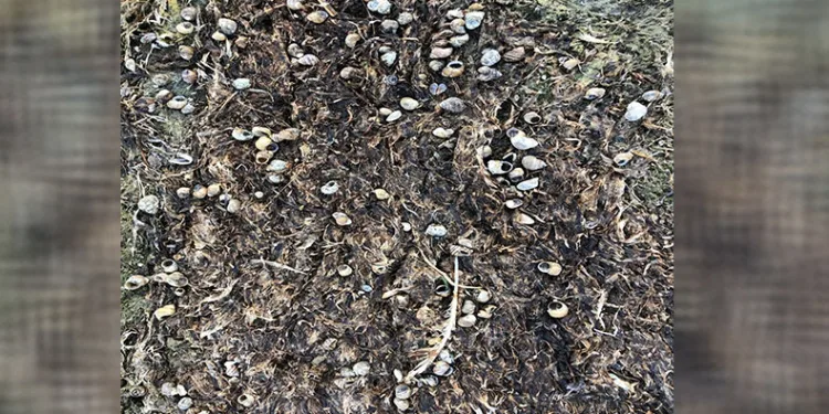 Suların çekilmesiyle su salyangozları kıyıya vurdu