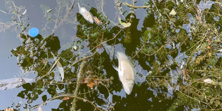 Porsuk Çayı’nda tedirgin eden görüntü