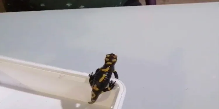 Nesli tükenme tehlikesi altındaki semenderi besleyip doğaya bıraktı