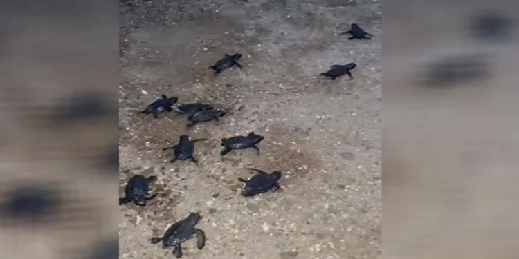 Sahilde mahsur kalan 23 caretta caretta yavrusu denize ulaştırıldı