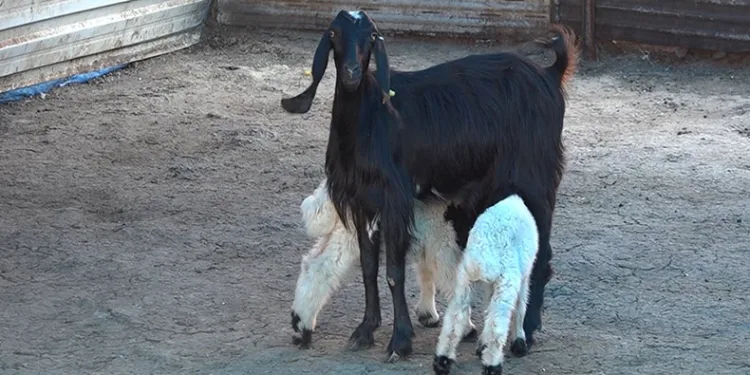 İkiz kuzulara keçi annelik yapıyor