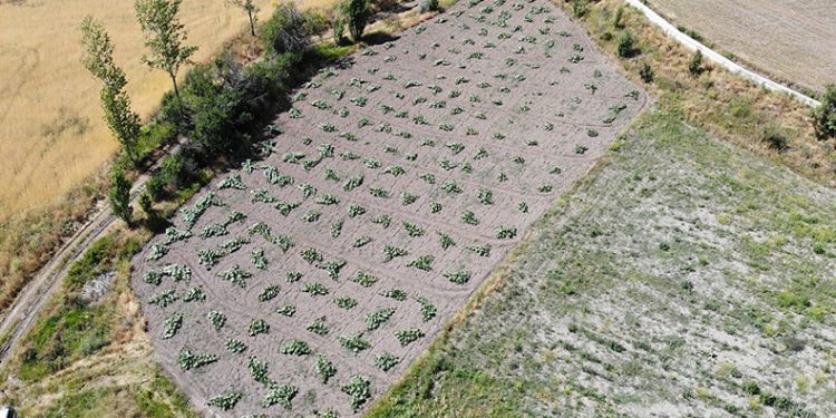 Ata tohumundan organik bal kabakları