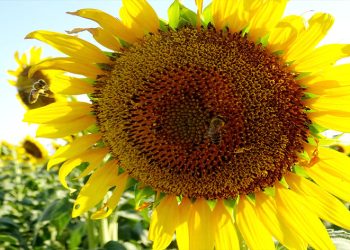 Kırklareli gündöndüler ile sarıya boyandı