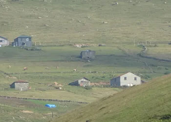 Hayvanları otlatmak için değil, tatil için geliyorlar