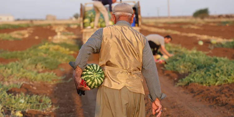 Diyarbakır karpuzunda hasat devam ediyor