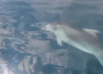 Yunus balıklarından vatandaşlara görsel şölen