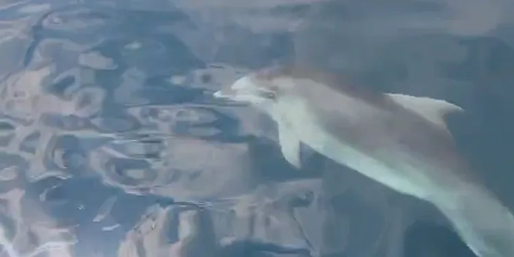 Yunus balıklarından vatandaşlara görsel şölen