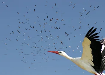 İstanbul semalarında leyleklerin göç dansı