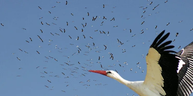 İstanbul semalarında leyleklerin göç dansı