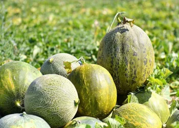 Kavun, karpuz hasadında yöresel coşku