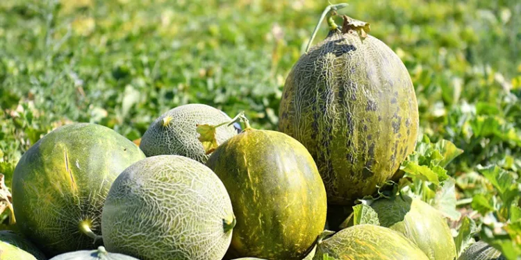 Kavun, karpuz hasadında yöresel coşku