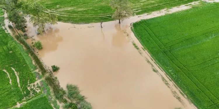 Bafra Ovası’nda tarım arazileri sular altında