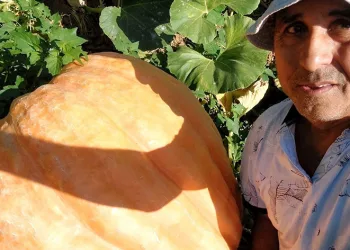 Sarıgöl’de 70 kilogramlık balkabakları