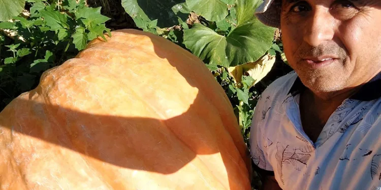 Sarıgöl’de 70 kilogramlık balkabakları