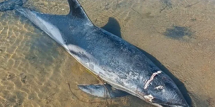 Yunus balığı karaya vurdu