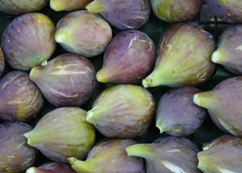 Mor patlıcan incirinde hasat